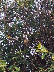 Phoenicurus phoenicurus