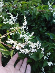 Fallopia baldschuanica