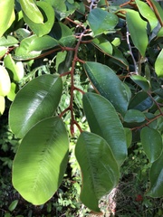 Chrysophyllum oliviforme