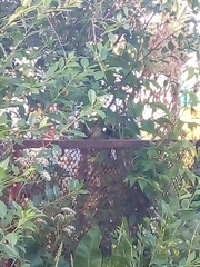 Phoenicurus phoenicurus