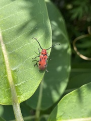 Tetraopes tetrophthalmus