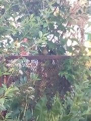 Phoenicurus phoenicurus