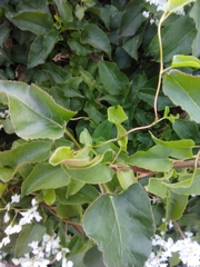 Fallopia baldschuanica