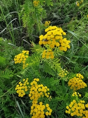 Tanacetum vulgare