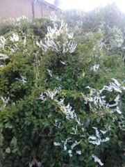 Fallopia baldschuanica