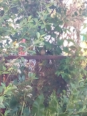 Phoenicurus phoenicurus