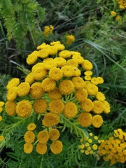 Tanacetum vulgare