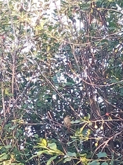 Phoenicurus phoenicurus