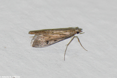 Achyra affinitalis