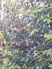 Phoenicurus phoenicurus