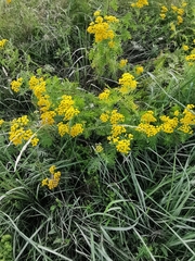 Tanacetum vulgare