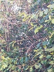 Phoenicurus phoenicurus