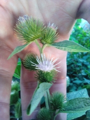 Arctium minus