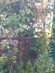 Phoenicurus phoenicurus