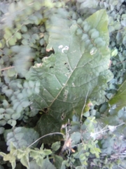 Arctium minus