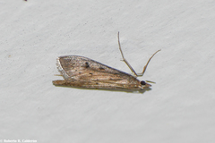Achyra affinitalis