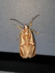 Aegocera venulia