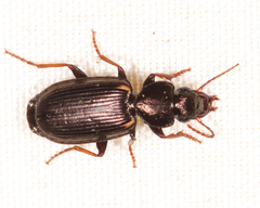 Apenes lucidula