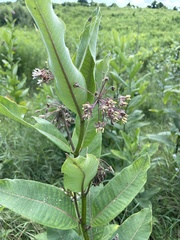 Asclepias syriaca