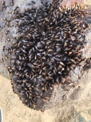 Pogonomyrmex rugosus