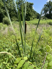 Typha × glauca