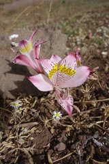 Alstroemeria pallida