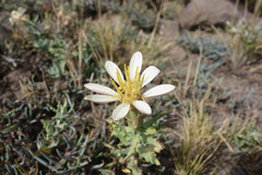 Mutisia sinuata