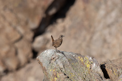 Pteroptochos megapodius