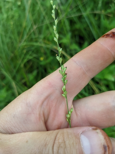 Image of Setaria reverchonii by (c) Cleveland Powell, some rights reserved (CC BY)
