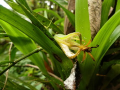 Brassia euodes