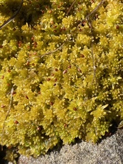 Sphagnum tenellum