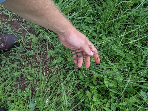 Image of Setaria reverchonii by (c) Cleveland Powell, some rights reserved (CC BY)