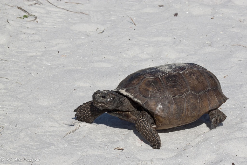 Gopher Tortoise (Reptiles of Louisiana) · iNaturalist