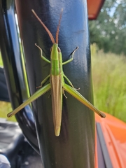 Mermiria intertexta