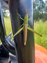 Mermiria intertexta
