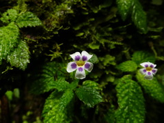 Diastema scabrum