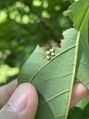 Callosamia promethea