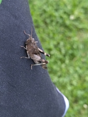 Oedipoda caerulescens