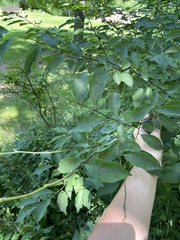 Callosamia promethea