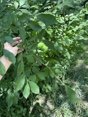 Callosamia promethea