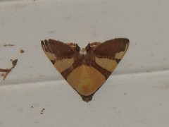 Eulepidotis julianata