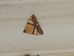 Eulepidotis julianata