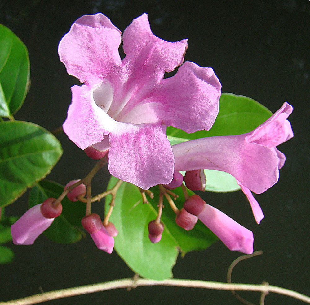 Mansoa hymenaea