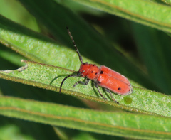 Tetraopes quinquemaculatus