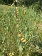 Gladiolus dalenii