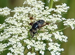 Eristalis saxorum