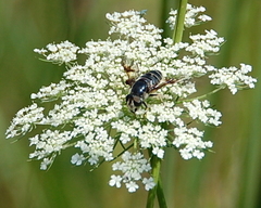 Eristalis saxorum