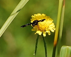 Exoprosopa decora