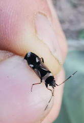 Raglius confusus