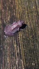 Pseudacris triseriata